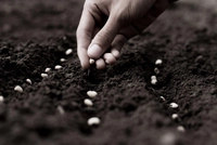 Hand legt Samen in frische Erde